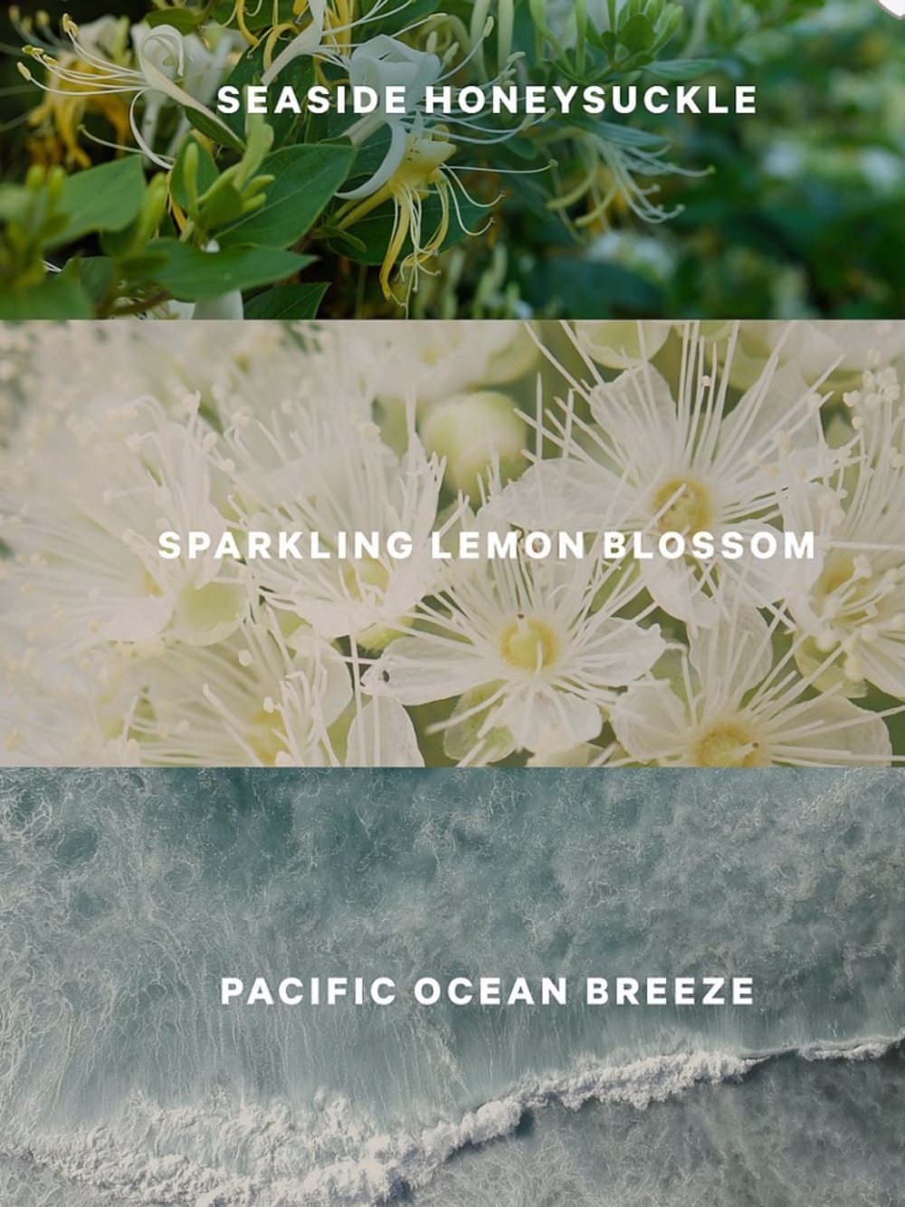 🆕VICTORIA’S SECRET COASTAL BLOOMS COLLECTION SET - Picture 2 of 5
